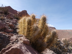 Oreocereus leucotrichus