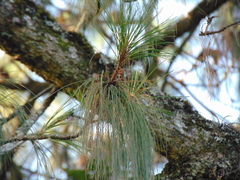 Pinus pseudostrobus