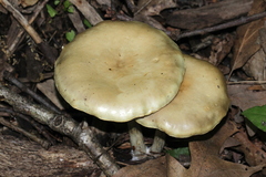 Agrocybe acericola