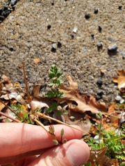 Erodium cicutarium