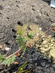 Erodium cicutarium