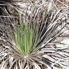 Argyroxiphium kauense