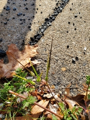 Erodium cicutarium