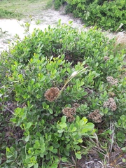 Symphyopappus casarettoi