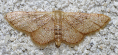 Idaea kendallaria