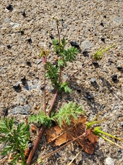 Erodium cicutarium
