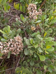 Symphyopappus casarettoi