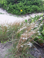 Andropogon arenarius