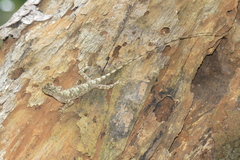 Draco rhytisma
