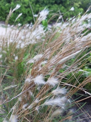 Andropogon arenarius