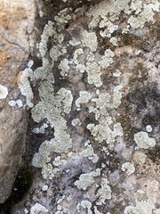 Lecanora valesiaca