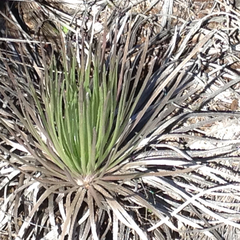 Argyroxiphium kauense