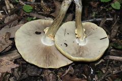 Agrocybe acericola