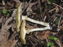 Agrocybe acericola