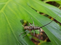 Neoptychodes trilineatus