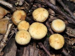 Kuehneromyces marginellus