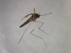 Aedes antipodeus