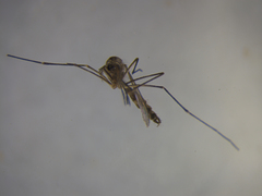 Aedes antipodeus
