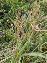 Cyperus prolixus