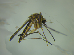 Aedes antipodeus