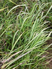 Scleria gaertneri