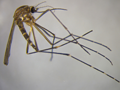Aedes antipodeus