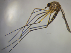 Aedes antipodeus