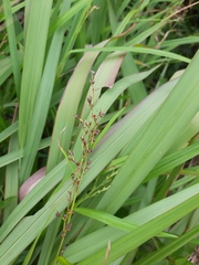 Scleria gaertneri