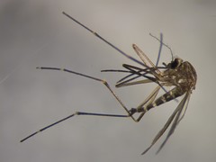 Aedes antipodeus