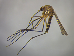 Aedes antipodeus
