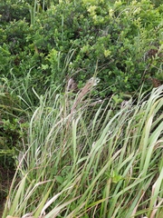 Andropogon bicornis