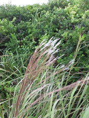 Andropogon bicornis