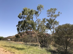 Corymbia aparrerinja