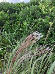 Andropogon bicornis