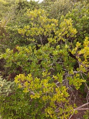 Myrsine parvifolia