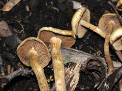 Kuehneromyces marginellus