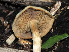Kuehneromyces marginellus