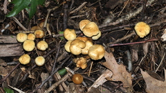 Kuehneromyces marginellus