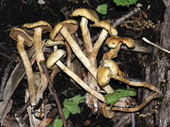 Kuehneromyces marginellus
