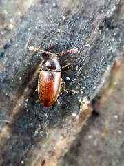 Atomaria nigrirostris