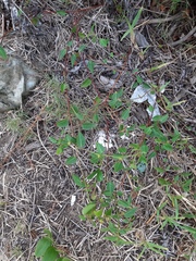 Microstachys corniculata