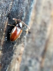 Atomaria nigrirostris
