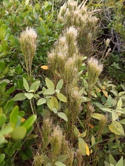 Schizachyrium microstachyum