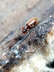 Atomaria nigrirostris