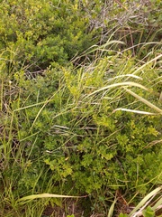 Baccharis microdonta