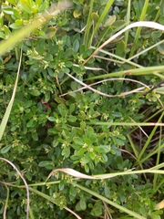 Baccharis microdonta