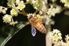 Apis mellifera