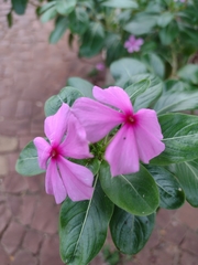 Catharanthus roseus
