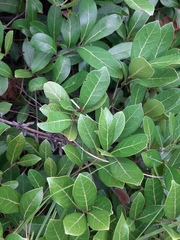 Ocotea pulchella