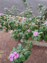 Catharanthus roseus